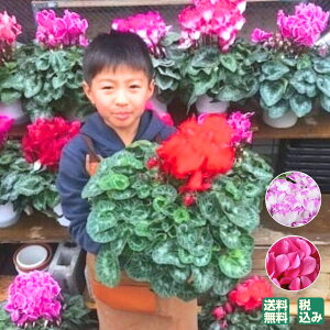 鉢植え 花 室内の人気商品 通販 価格比較 価格 Com
