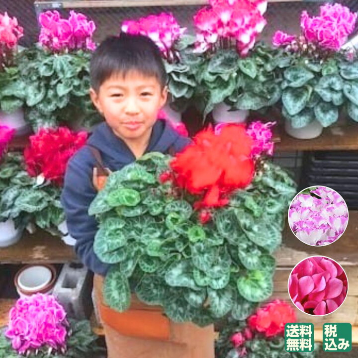 楽天市場 シクラメン 鉢 ギフト 楽天クリスマス 6号 花 鉢植え 鉢花 贈答 用 お歳暮 クリスマス 送料無料 6号鉢 赤 誕生日 プレゼント 宅配 シクラメン6号 誕生日プレゼント ラッピング シクラメン6号鉢 おしゃれ 人気 長持ち 通販 おすすめ 初心者 玄関 安い 室内