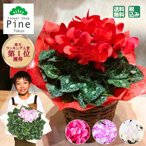 秋 鉢植え 花 生花の人気商品 通販 価格比較 価格 Com