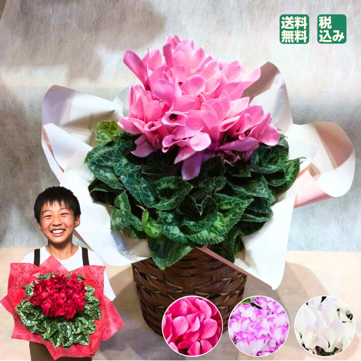 楽天市場 シクラメン かご付 年内発送 ギフト 鉢植え 花 鉢 贈答 用 5号 赤 お歳暮 お年賀 クリスマス 送料無料 誕生日プレゼント 贈答品 ポインセチア フラワーショップ パイン Tokyo