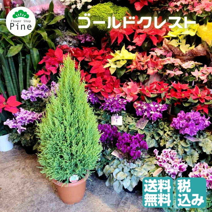 楽天市場 ゴールドクレスト 鉢植え 屋外 木 クリスマス プレゼント ゴールドクレストツリー 7号鉢 フラワーショップパイン 立石 東京都葛飾区 観葉植物 ツリーみたいな ツリー ツリー型 玄関 ギフト おしゃれ 開店祝い 宅配 土 クリスマスツリー みたいな 植物 楽天市場 ゴールドクレスト 鉢植え 屋外 木 クリスマス プレゼント ゴールドクレストツリー 7号鉢 フラワーショップパイン 立石 東京都葛飾区 観葉植物 ツリーみたいな ツリー ツリー型 玄関 ギフト おしゃれ 開店祝い 宅配 土 クリスマスツリー みたいな 植物