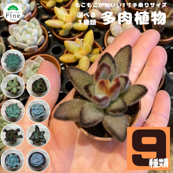 楽天市場 多肉植物 セット 3ポット 送料無料ギフト 1000円ポッキリ 観葉植物 誕生日プレゼント お疲れ様 プチギフト 土 小さい 苗 初心者 エケベリア 寄せ植え プレゼントサボテン 多肉の土 オシャレ アソート 福袋 多肉 22 卓上 インテリア フラワーショップ パイン