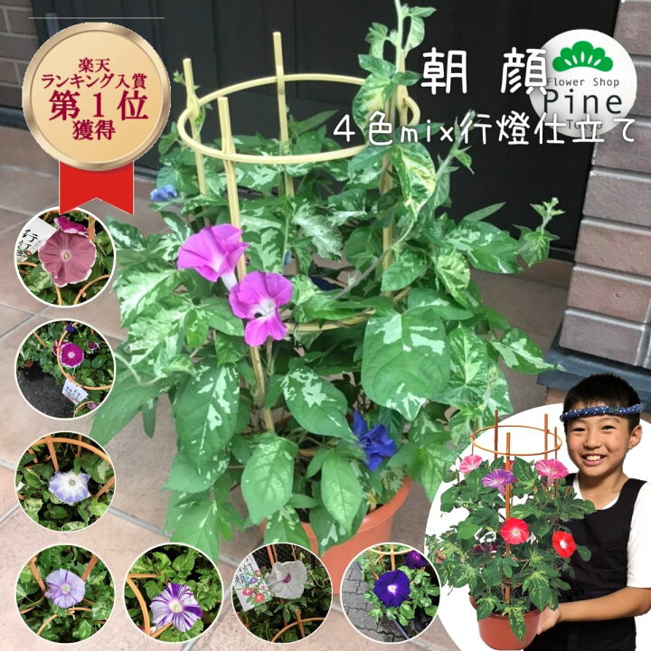 楽天市場 朝顔 鉢植え 4色mix 送料無料 Sale セール 御中元 ギフト セット 花 誕生日プレゼント プチギフト ポイント10倍 セール価格 ピンク セール対象 お中元 あさがお 鉢 支柱 植物 白 赤 超sale Sale22 無くなり次第終了 中元 鉢 団十郎 團十郎 青 宅配