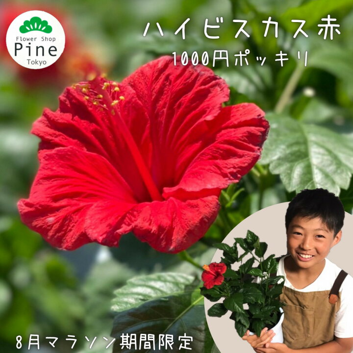 楽天市場 ハイビスカス 送料無料 ギフト 1000円ポッキリ 花 プチギフト 誕生日プレゼント 赤 北海道 鉢 宅配 行きつけの 大阪 信州 生花 贈り物 誕生日 あす楽 お中元 あす楽対応商品 あすラク 送る 贈物 鉢植え おしゃれ お疲れ様 そのまま プレゼント 5号 販売 の