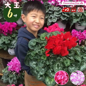 楽天市場 鉢植え 花 室内 開花時期春 の通販 楽天市場 鉢植え 花 室内 開花時期春 の通販