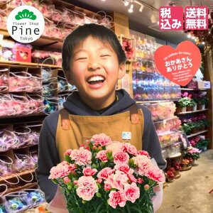 母の日 鉢植え おしゃれの人気商品 通販 価格比較 価格 Com