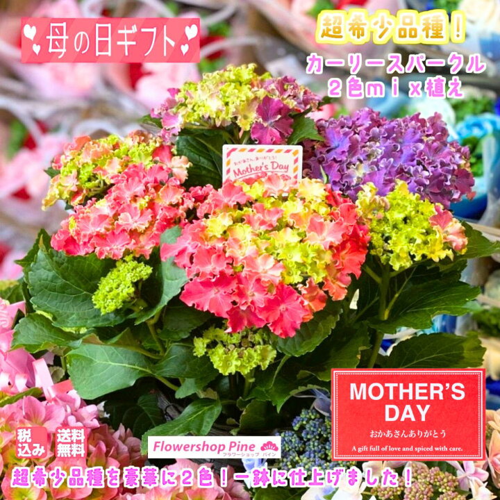 楽天市場 母の日 プレゼント 早割 カーリースパークル 2色mix 珍しい 2色植え 母の日ギフト 花 宅配 あじさい 紫陽花 鉢植え ギフト 長持ち お花 フラワーギフト 送料無料 早割り フラワー 花鉢 生花 母の日 花 珍しい 希少 鉢花 寄せ植え 鉢 お花 ハイドランジア