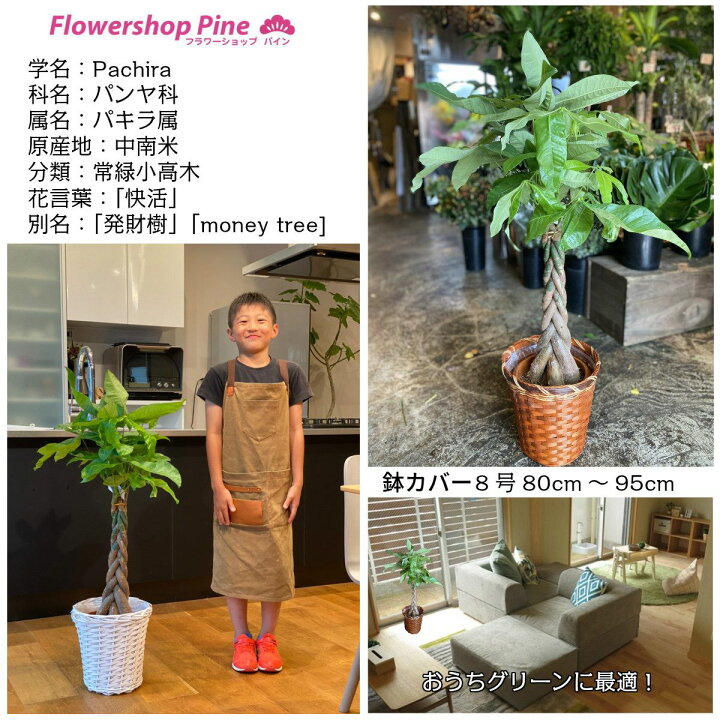 楽天市場 パキラ Sale 送料無料 セール ギフト セット 観葉植物 誕生日プレゼント 御中元 セール対象 鉢 おしゃれ 土 7号 あす楽 お中元 あす楽対応商品 あすラク お疲れ様 開店祝い 出産祝い 中元 結婚祝い 編み込み かご グリーン 父の日ギフト フラワーショップ