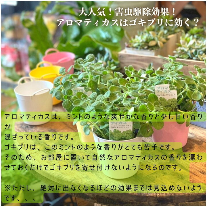 楽天市場 アロマティカス 3 ポット ソフトバケツ入り 送料無料 ギフト セット プチギフト ピンク 誕生日プレゼント 白 ハーブ 苗 苗セット 多肉植物 土 種類 半日陰 鉢 室内 父の日ギフト 出産祝い プレゼント アロマティカス送料無料 多肉 フラワーショップ