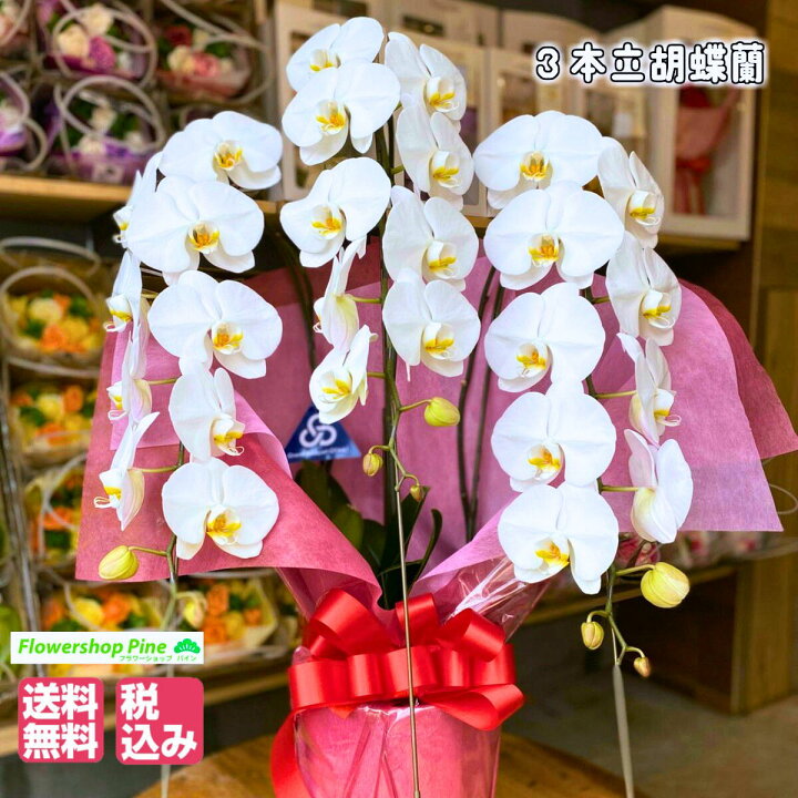 楽天市場 胡蝶蘭 3本立ち 大輪胡蝶蘭 花 花柄 ギフト 誕生日 宅配 生花 お祝い 母の日 プレゼント 母の日プレゼント 母の日ギフト お花 鉢植え 室内 長持ち プードル お供え 送料無料 メッセージ を 贈る 送料 無料 フラワーショップ パイン 一 周忌 フラワーショップ