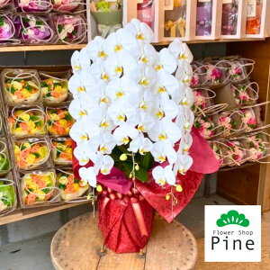 鉢植え 花 室内の人気商品 通販 価格比較 価格 Com