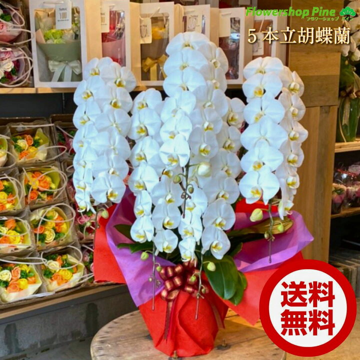 楽天市場 胡蝶蘭 5本 立ち 鉢植え 花 おしゃれ お祝い 鉢花 ギフト ラッピング プレゼント 誕生日 お花屋さん 送料無料 クリスマス お歳暮 出産祝い 内祝い リボン 誕生日プレゼント お供え花 宅配 花屋 おすすめ 販売 鉢 生花 通販 母の日 人気 お花 敬老の日