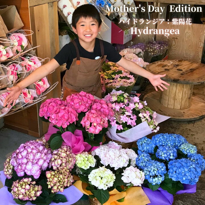 楽天市場 母の日 選べる アジサイ かご付 紫陽花 鉢植え 早割 花鉢 プレゼント 花 母の日ギフト 鉢花 ギフト 宅配 生花 鉢 お花 ハイドランジア フラワーギフト 送料無料 早割り 土 鉢花 誕生日 と セット 鉢植 おしゃれ かわいい 5号 ボリューム 白 赤 楽天市場 母の日 選べる アジサイ かご付 紫陽花 鉢植え 早割 花鉢 プレゼント 花 母の日ギフト 鉢花 ギフト 宅配 生花 鉢 お花 ハイドランジア フラワーギフト 送料無料 早割り 土 鉢花 誕生日 と セット 鉢植 おしゃれ かわいい 5号 ボリューム 白 赤