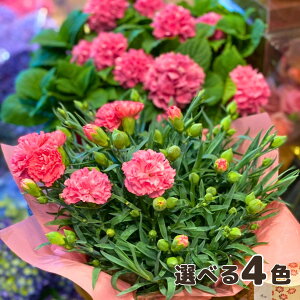 生花 カラー 鉢植えの人気商品 通販 価格比較 価格 Com