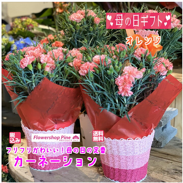 楽天市場 カーネーション 鉢植え 5号 選べる カラー3色 母の日 ピンク 鉢植 生花 ギフト 鉢 プレゼント 花 モダン 母の日ギフト 花鉢 送料無料 母の日花 母の日花ギフト お祝い 毎年 咲く 宅配 母の日鉢植え メッセージカード お花 フラワーギフト フラワーショップ