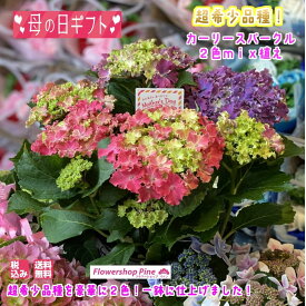 楽天市場 鉢花 植物の本数7本 開花時期秋 花 観葉植物 花 ガーデン Diy の通販