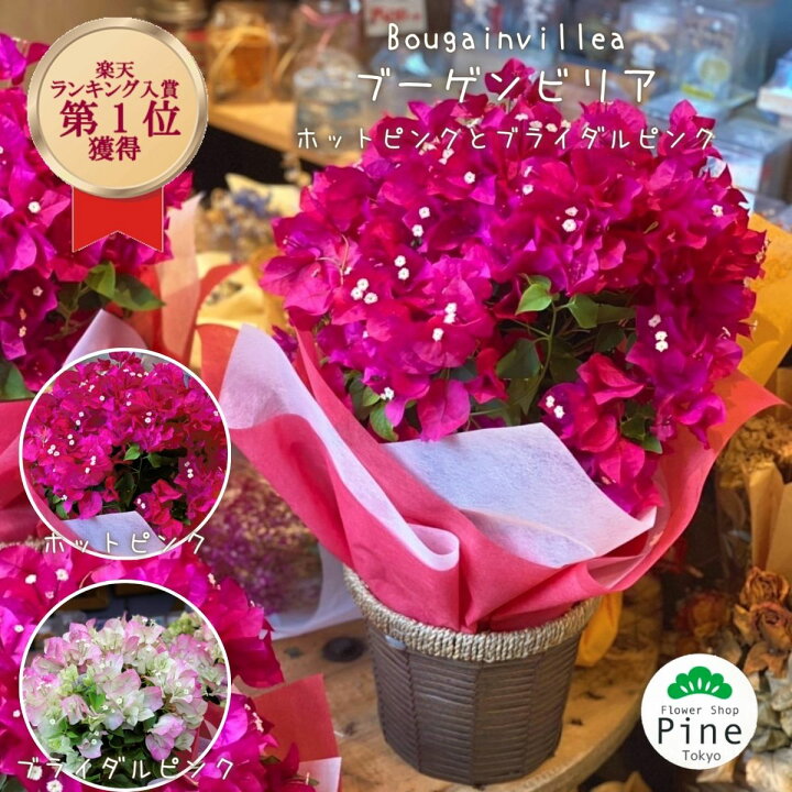 楽天市場 ブーゲンビリア 鉢植え 送料無料 御中元 ギフト セット 出産祝い 花 セール 誕生日プレゼント ピンク お中元 赤 ブーゲンビレア 夏 室内 無くなり次第終了 誕生日 プレゼント 中元 庭 ブライダルピンク 玄関 生花 結婚祝い の 夏の花 おしゃれ フラワー