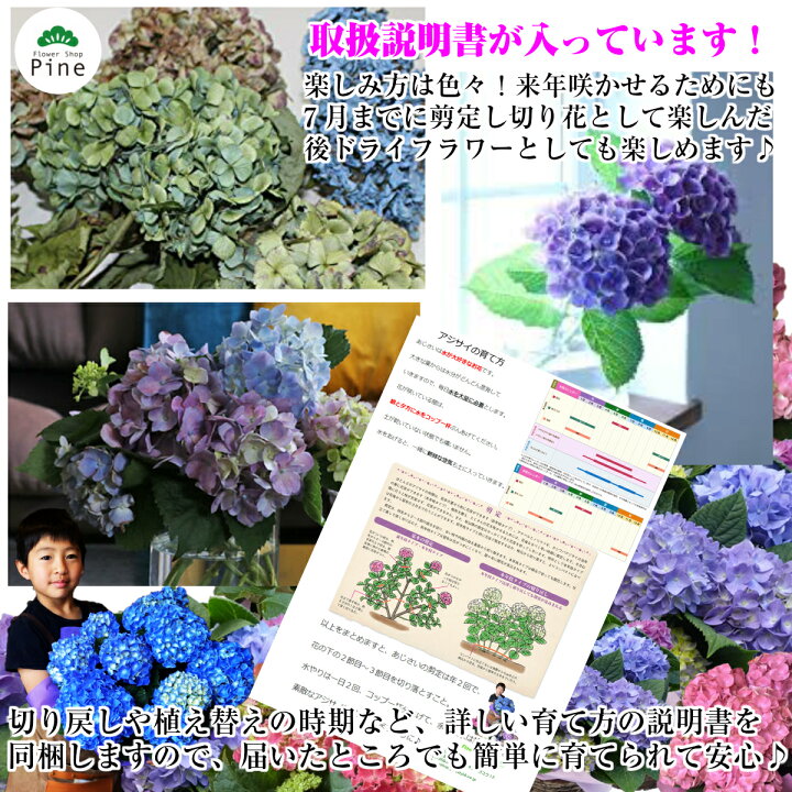 楽天市場 選べる 紫陽花 かご付 アジサイ 鉢植え 母の日 花 ギフト プレゼント ピンク 生花 お祝い 毎年 咲く 長持ち 宅配 フラワーショップパイン 送料無料 鉢 花鉢 離島 父の日 お花 退職祝い 長持ち ボリューム 母の日のプレゼント フラワー フラワーギフト 母の日