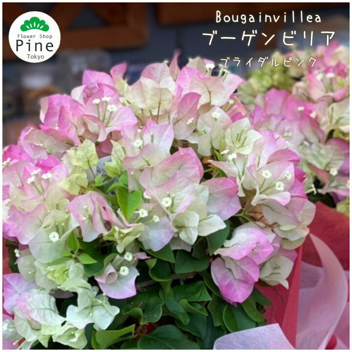 楽天市場 ブーゲンビリア 鉢植え 送料無料 御中元 ギフト セット 出産祝い 花 セール 誕生日プレゼント ピンク お中元 赤 ブーゲンビレア 夏 室内 無くなり次第終了 誕生日 プレゼント 中元 庭 ブライダルピンク 玄関 生花 結婚祝い の 夏の花 おしゃれ フラワー