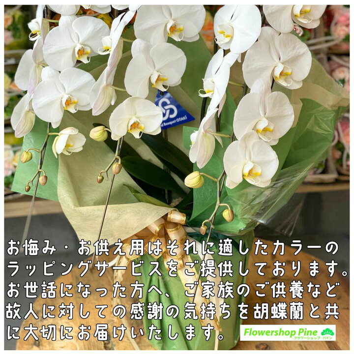 楽天市場 胡蝶蘭 3本立ち 大輪胡蝶蘭 花 花柄 ギフト 誕生日 宅配 生花 お祝い 母の日 プレゼント 母の日プレゼント 母の日ギフト お花 鉢植え 室内 長持ち プードル お供え 送料無料 メッセージ を 贈る 送料 無料 フラワーショップ パイン 一 周忌 フラワーショップ