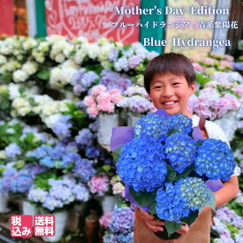 楽天市場 鉢植え 花 紫陽花の通販