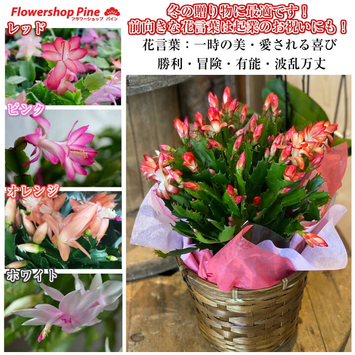 楽天市場 シャコバサボテン デンマークカクタス 鉢植え 花 ギフト シック おしゃれ 楽天クリスマス クリスマス 赤 プレゼント 誕生日 長持ち 12月 観葉植物 フラワーギフト 鉢花 宅配 誕生日プレゼント 花鉢 ラッピング サボテン 花屋 フラワーショップ パイン Tokyo