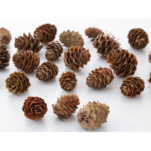 �y�h���C�z��n�_�� �J���� 1�� ��40�� ��1.5-3cm N 24121-000