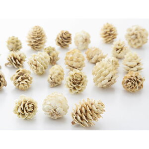 �y�h���C�z��n�_�� �J�����i���Y�j1�� ��40�� ��1.5-3cm �i�`�������z���C�g 24121-021