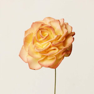 �y�n���h���C�h�t�����[�z�\�[���[�_���A�E�c�[�g��/1��/10�{/�C�G���[�s���N/32715-512