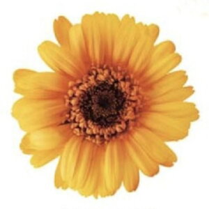 yvU[uhzn_/K[xEOf[V/1/9/5.5`8cm/CG[bh/03174-530