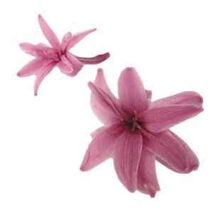 �y�v���U�z�t���[���G�o�[/�`���[�x���[�Y/1��/8��/���x���_�[/FL330-14