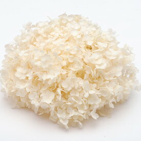 楽天市場 アジサイ アナベル プリザーブドフラワー 花 観葉植物 花 ガーデン Diyの通販
