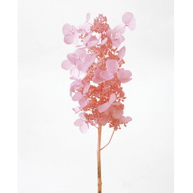 楽天市場 ウツギ ピンクの通販