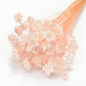 �y�h���C�z��n�_��/�X�^�[�t�����[�E�u���b�T���E�c�[�g��/1��/��18g/�C�`�S�~���N/30198-915