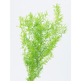 楽天市場 アスパラ 花 観葉植物 花 ガーデン Diy の通販