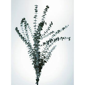 楽天市場 ユーカリ ベイビー ブルーの通販