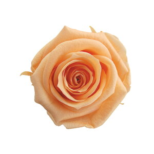 �y�v���U�z�t���[���G�o�[/�X�v���[���[�Y/1��/8��/�V���[�x�b�g�I�����W/FL070-16