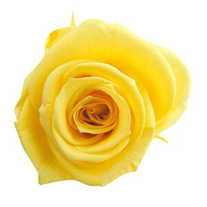�y�v���U�z�t���[���G�o�[/���f�B�A�i���[�Y/1��/6��/�C�G���[/FL0300-02