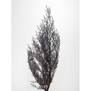 �y�A�t�^�[�Z�[���J�Ò��z�y�v���U�z��n�_��/�u���[�A�C�X/1��/��100g/�O���C�b�V���p�[�v��/01260-440