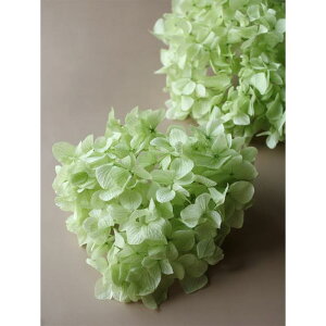 yvU[uht[zn_/\tg߃AWTCEwbh/2/NAO[/01900-711