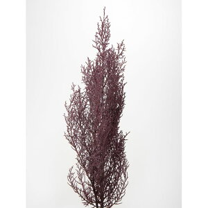 �y�A�t�^�[�Z�[���J�Ò��z�y�v���U�z��n�_��/�u���[�A�C�X/1��/��100g/�s���N�p�[�v��/01260-140