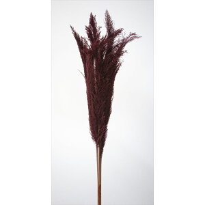 yvUzn_/tFU[ppX/1/5{/C/52250-480