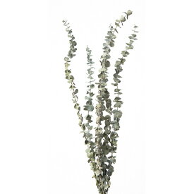 楽天市場 ユーカリ ベイビー ブルーの通販