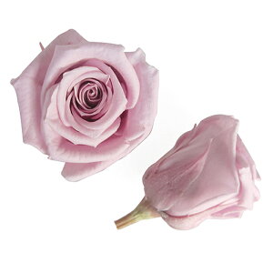 �y�v���U�z�t���[���G�o�[/�x�C�r�[���[�Y/1��/12��/���x���_�[�s���N/FL050-61