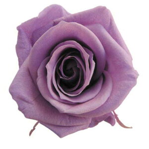 �y�v���U�z�t���[���G�o�[/���f�B�A�i���[�Y/1��/6��/���x���_�[/FL0300-14
