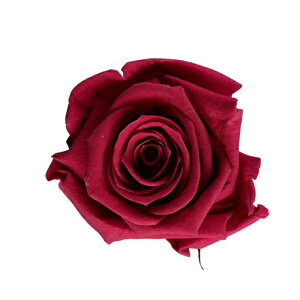 �y�v���U�z�t���[���G�o�[/���f�B�A�i���[�Y/1��/6��/�J�[�f�B�i��/FL0300-37