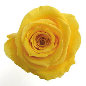 �y�v���U�z�t���[���G�o�[/���f�B�A�i�V���[�g���[�Y/1��/6��/�S�[���f���C�G���[/FL034-17