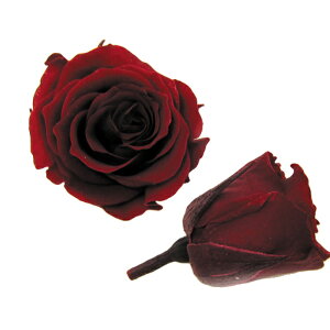 �y�v���U�z�t���[���G�o�[/�s�b�R���u���b�T�����[�Y/1��/18��/���C��/FL041-10