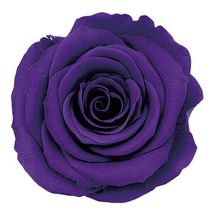 �y�v���U�[�u�h�t�����[�z��n�_��/���[�Y�E���̂�EM/9��/�O���[�v/05202-461