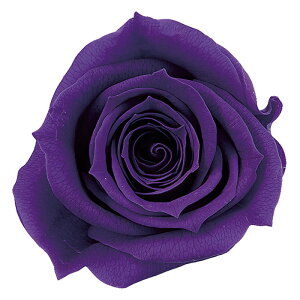 �y�v���U�[�u�h�t�����[�z��n�_��/���[�Y�E�~�~/9��/�O���[�v/03840-461